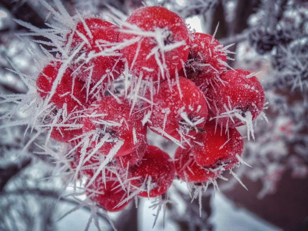 Синичкины десерты