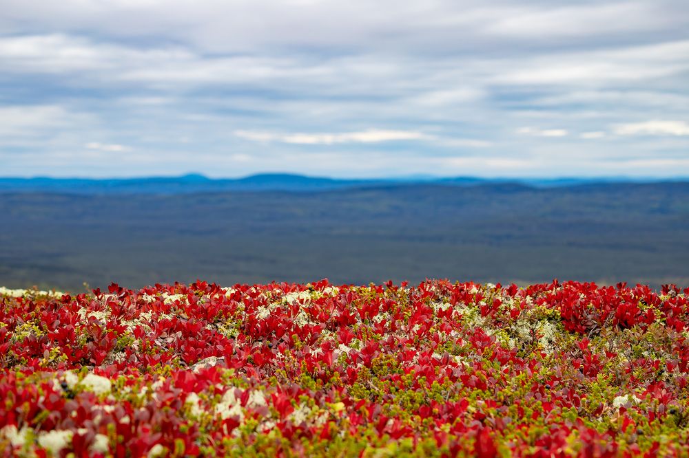 Осенняя горная тундра