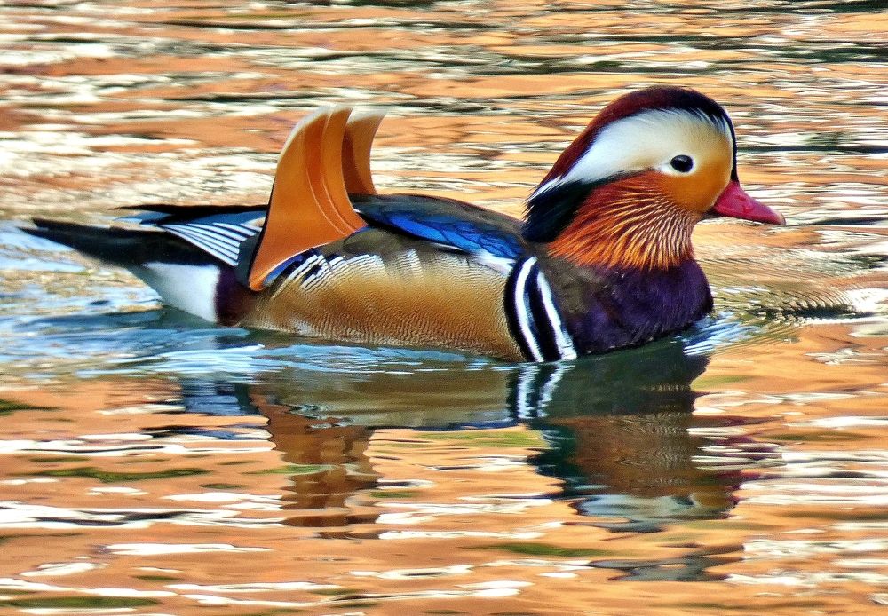 Photograph by backareva irina