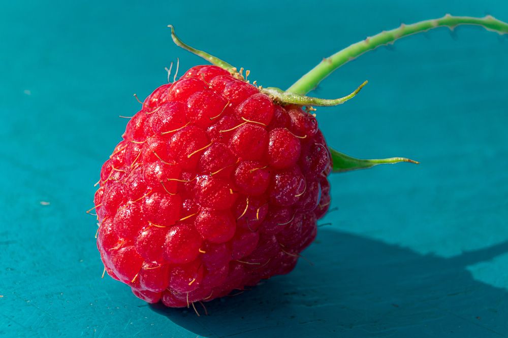 Ягода малинка