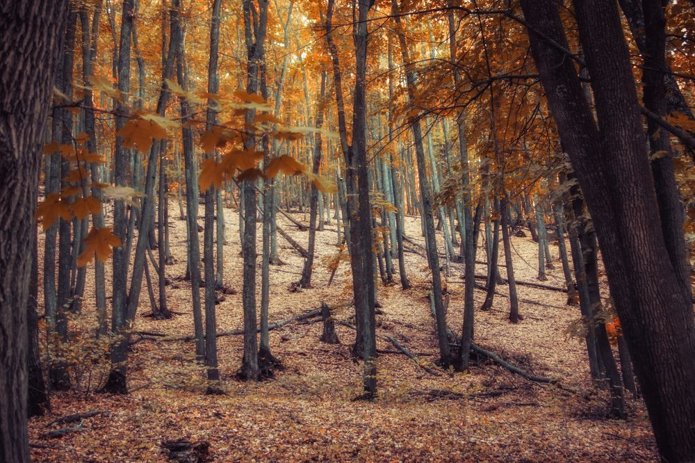 Photograph by Ольга Остапенко