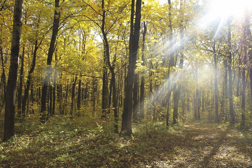 Photograph by Нинель Некрасова