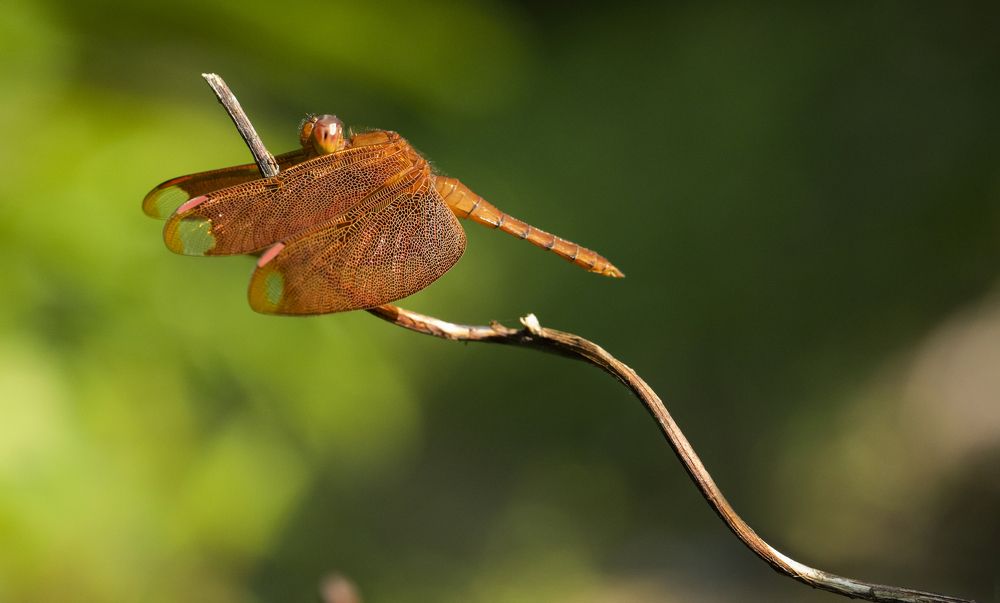 Photograph by PRIYANK JAISWAL