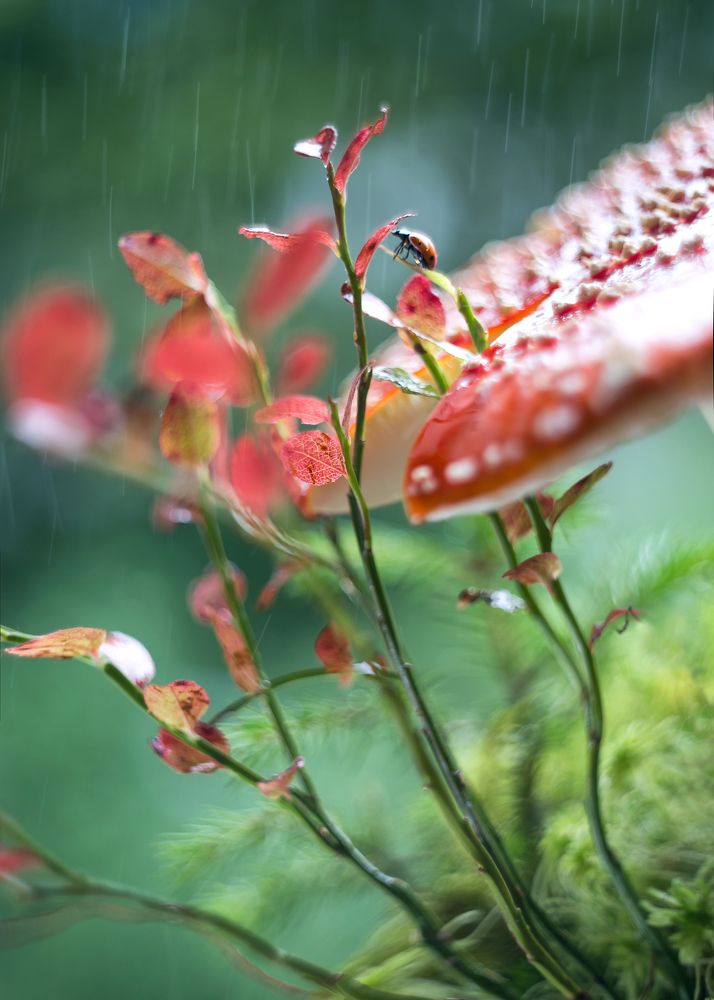 Лесной калейдоскоп