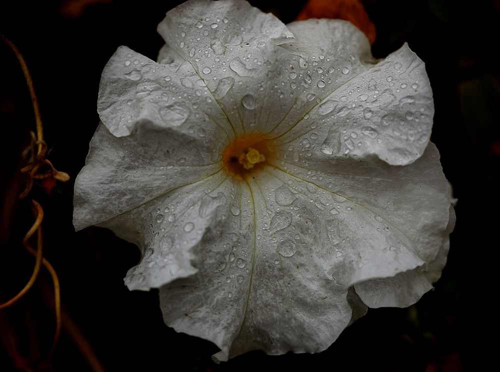 после дождя