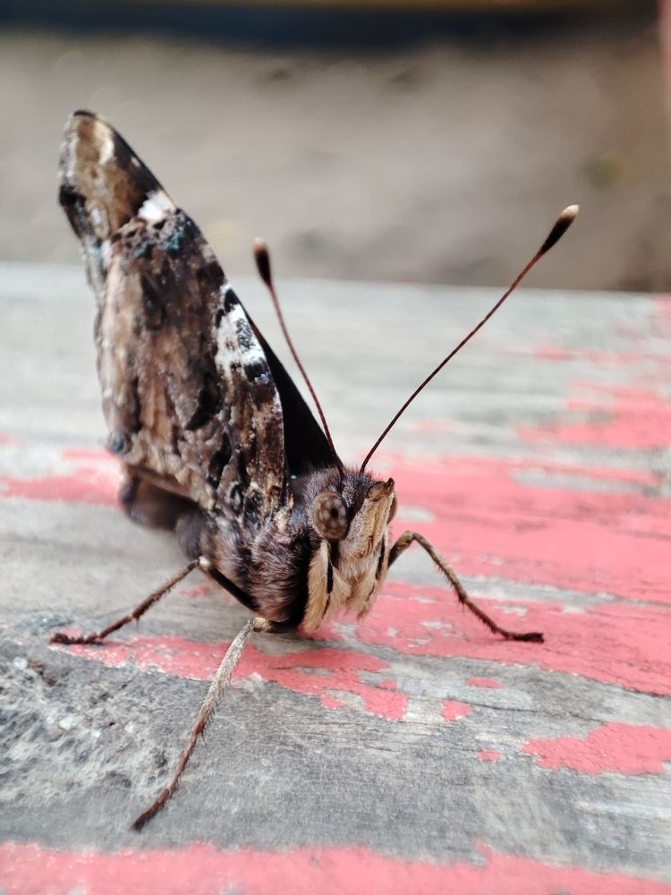 Photograph by Ирина Шевчук