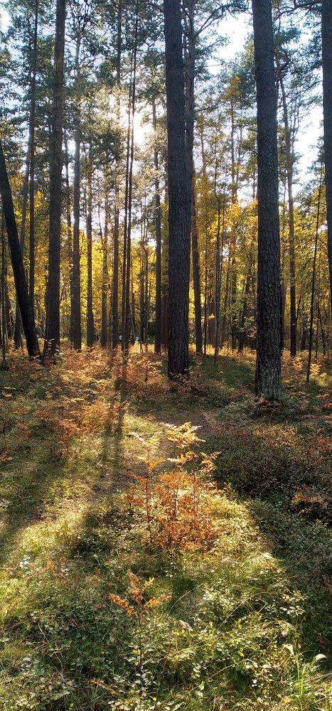 Photograph by Любовь Макарова