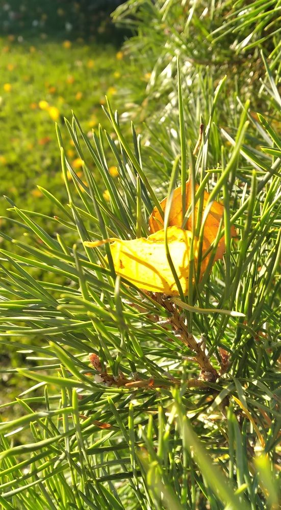 Photograph by Любовь Макарова