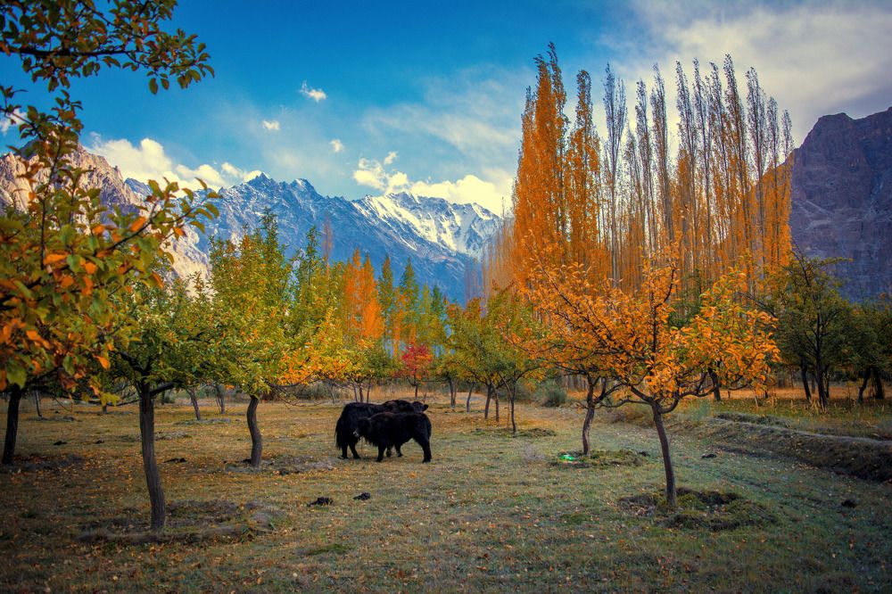 Фотография автора Ubaid Ullah Baig