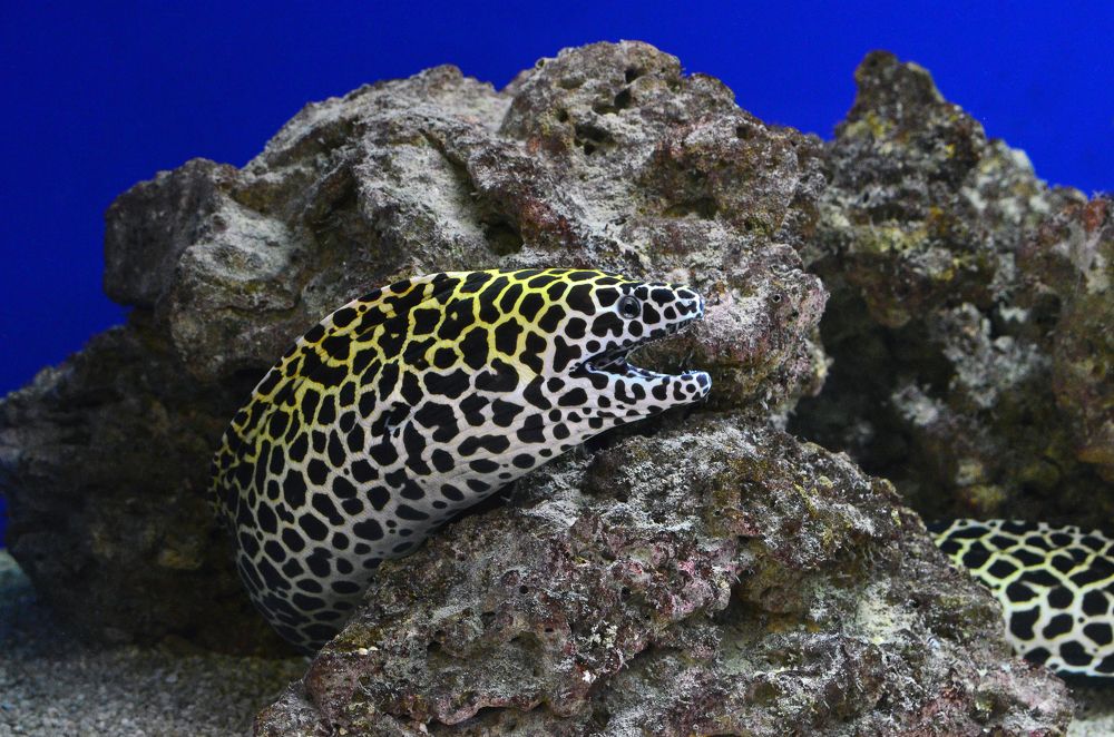 Фотография автора Антип