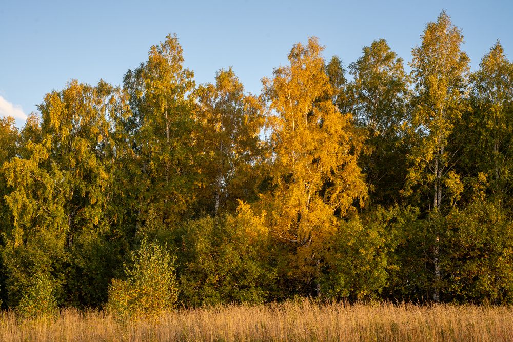 Фотография автора Виталий Гавронский