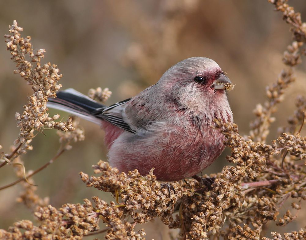 Любимое лакомство