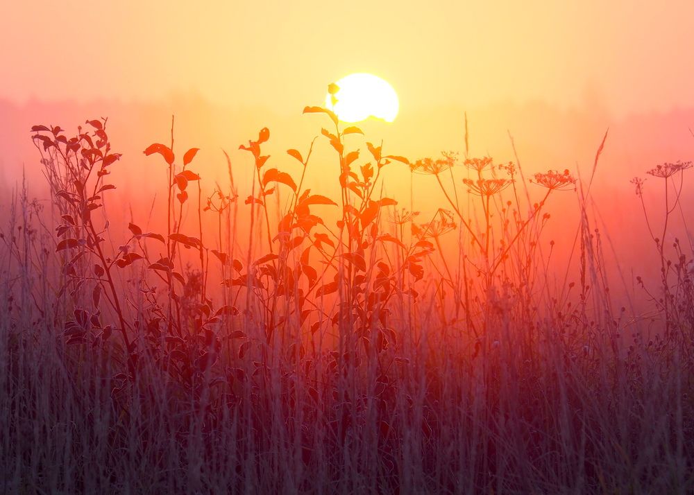 Утро туманное