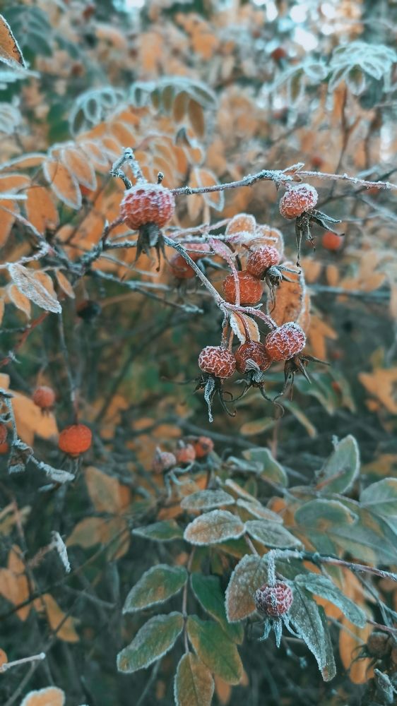 осенний иней