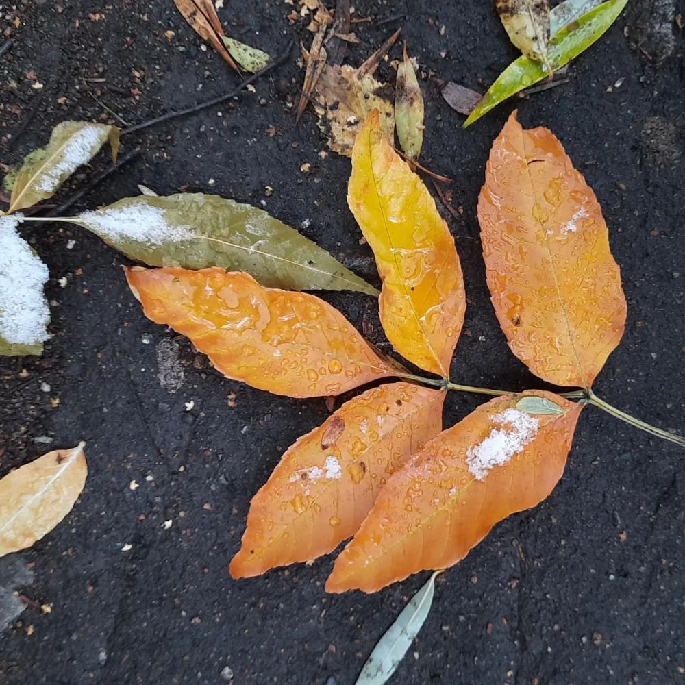 Фотография автора Светлана Дубина