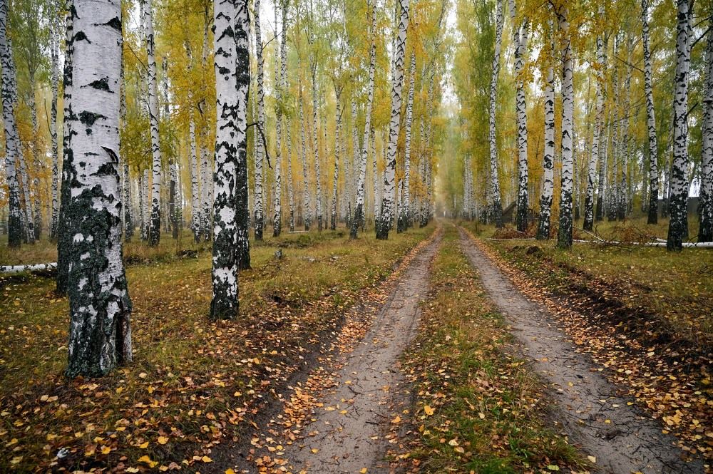 Пора листопада в березовой роще