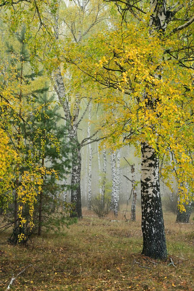 Туман в березах заблудился