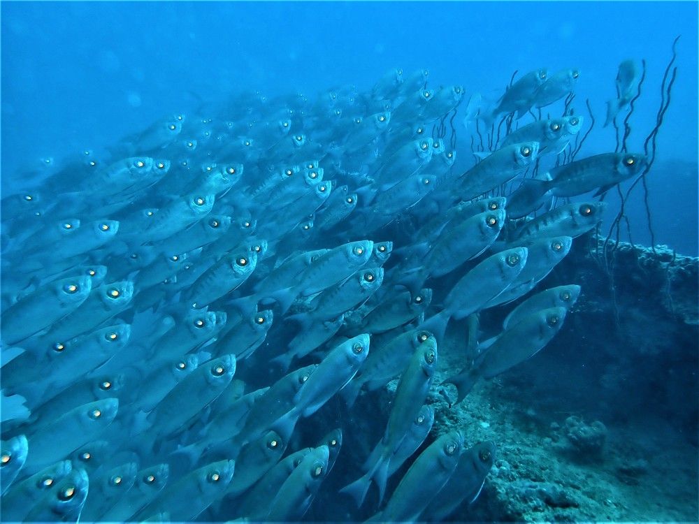 Photograph by Ovidiu Bogdan