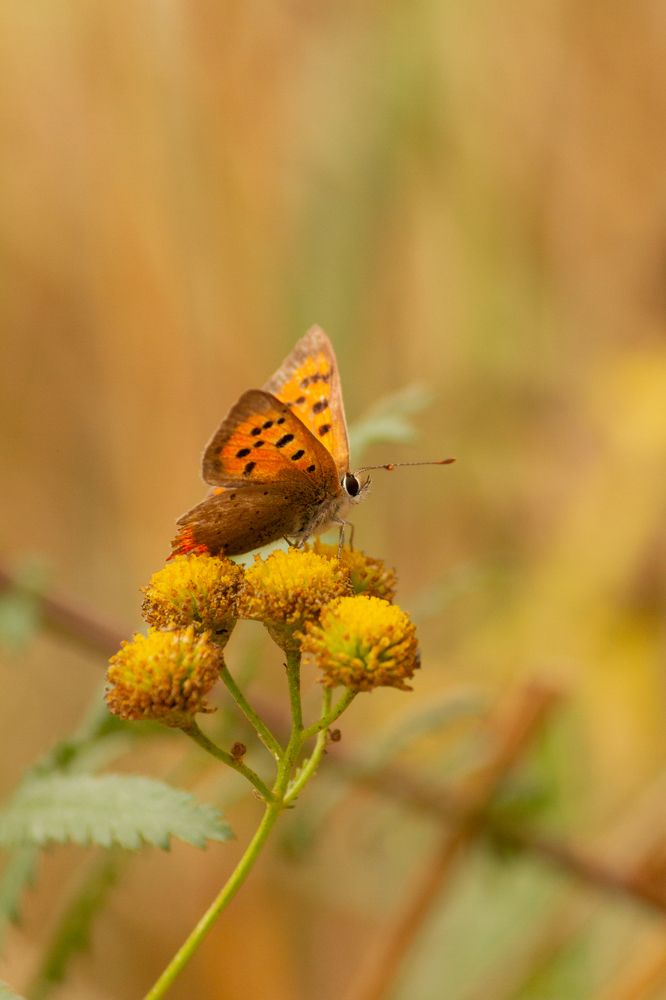 Фотография автора Тимофеев Алексей