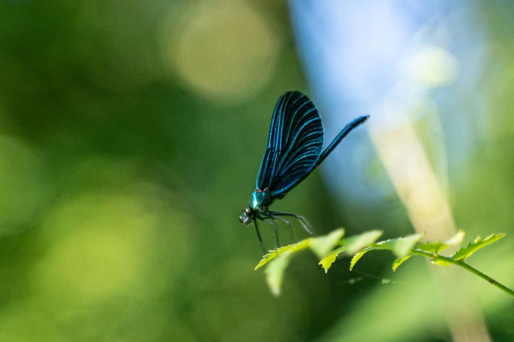 Photograph by Alexander Popov