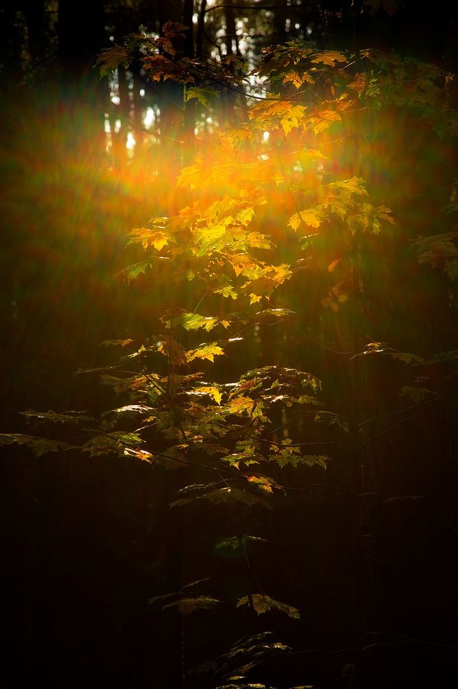 Photograph by Олег Раков
