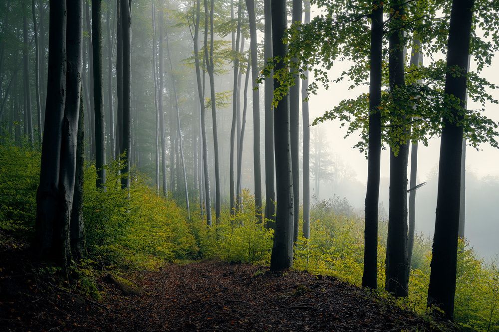 Photograph by Stan Cosmin