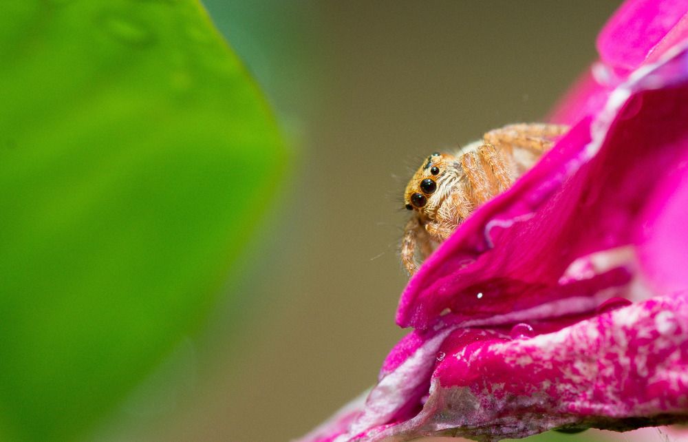 Photograph by Dipayan Debbarma