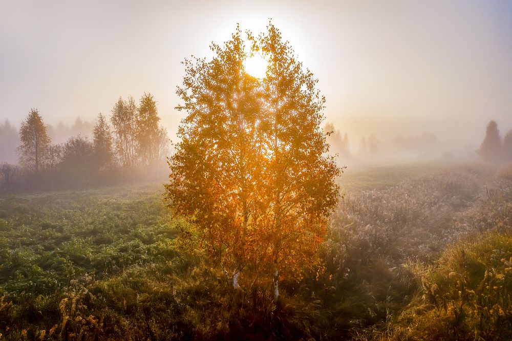 Туманное утро