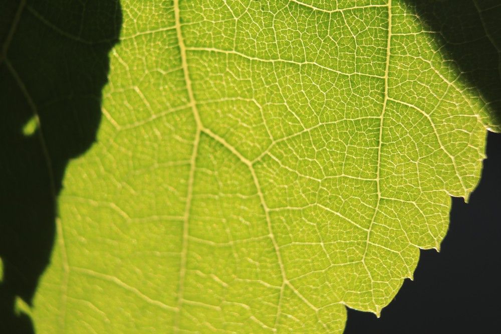 Photograph by Дарья Дрыночкина