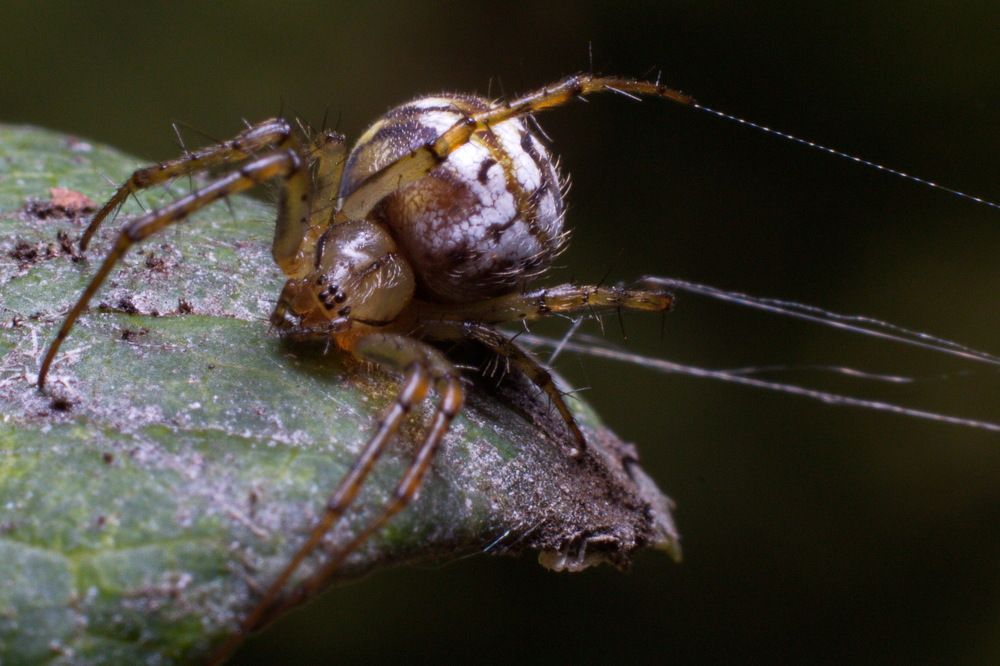 Photograph by Aleksandr777foto