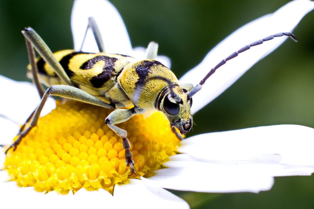 Photograph by Aleksandr777foto