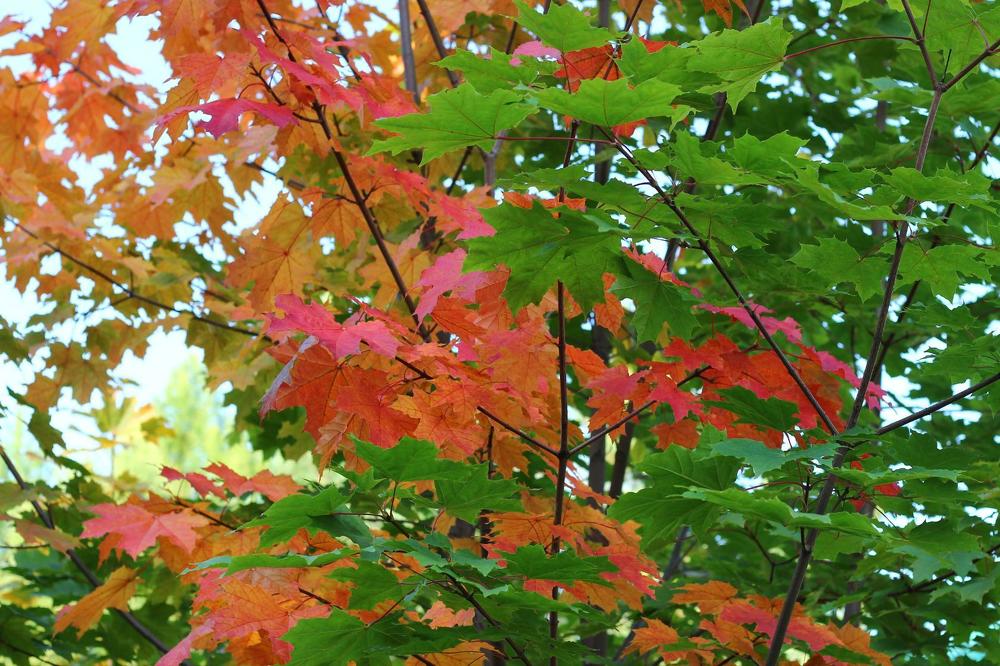 Фотография автора Светлана Дубина