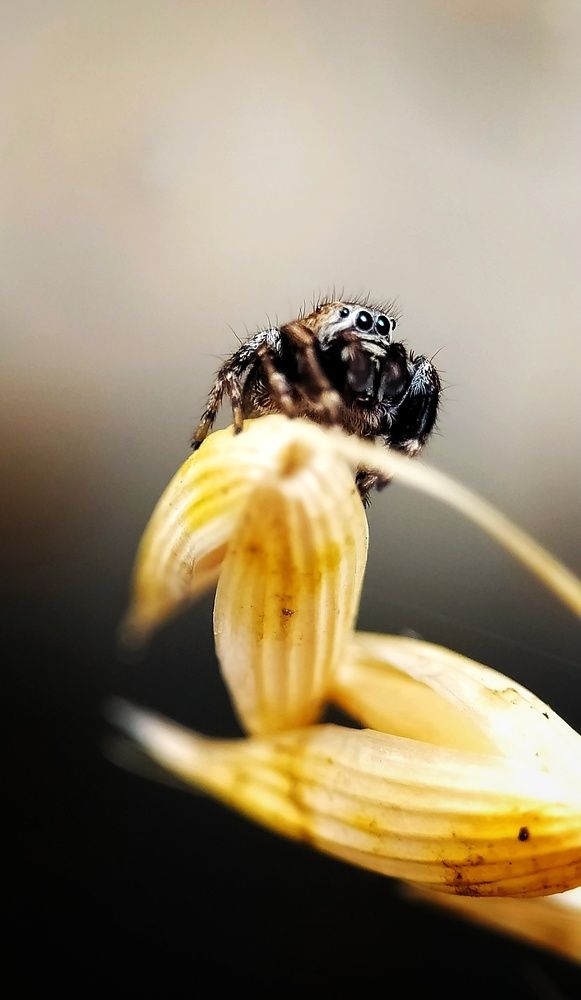 Паук охотится.