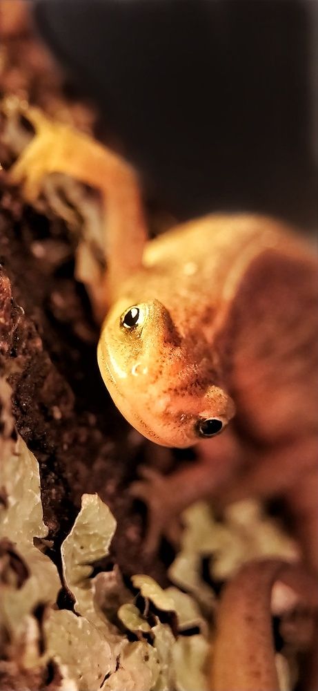 Молодой тритон.