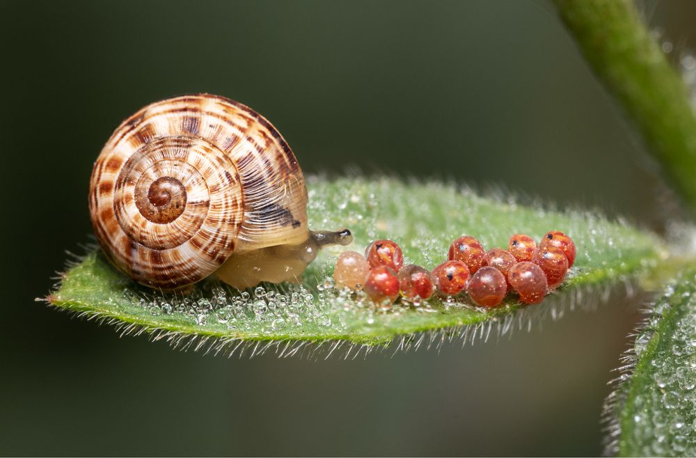 Photograph by Israel Yosef