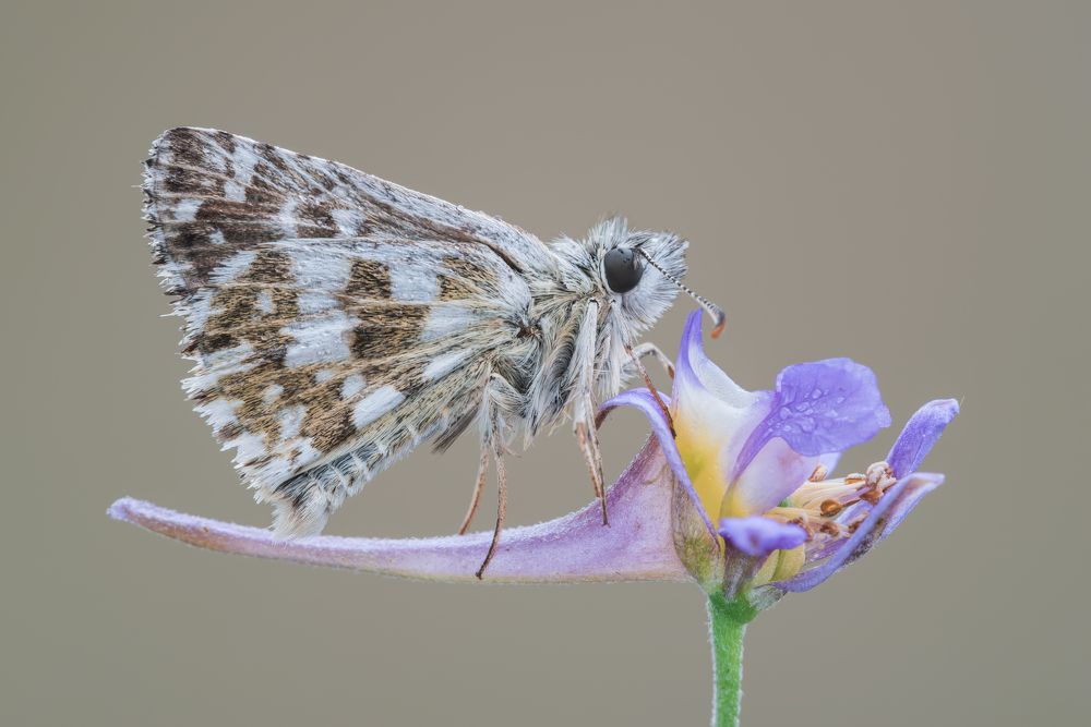 Photograph by Massimo Tamajo