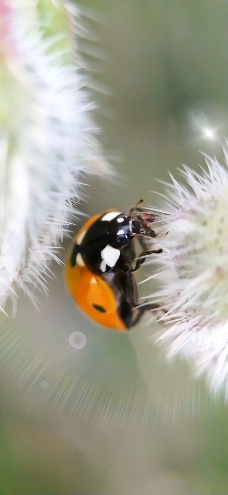 Под нежной защитой.