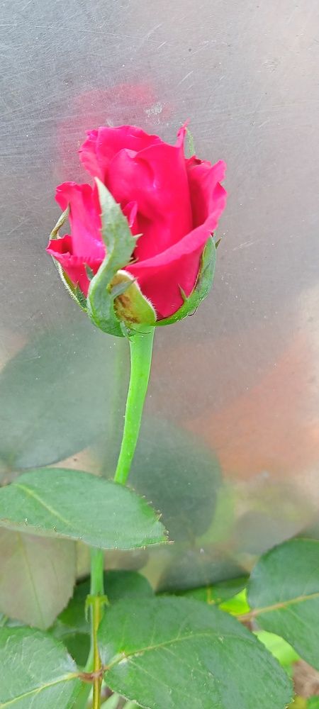 Photograph by Mamata Sharma