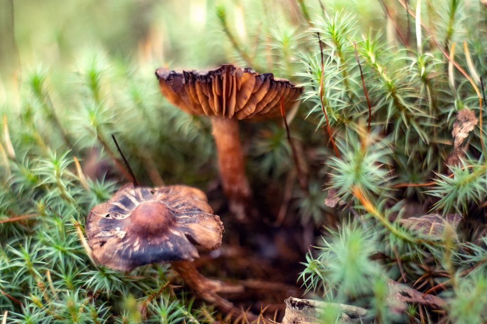 Photograph by Роман Смолко