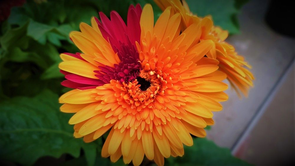 Photograph by Marie G