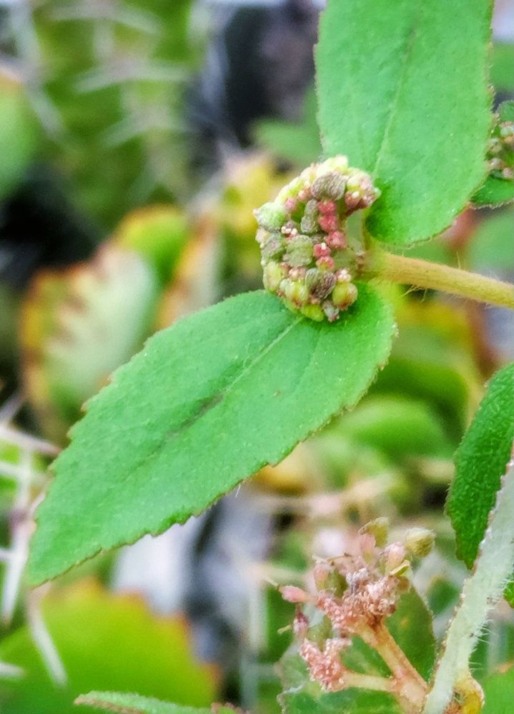 Photograph by Victor Manuel Torno