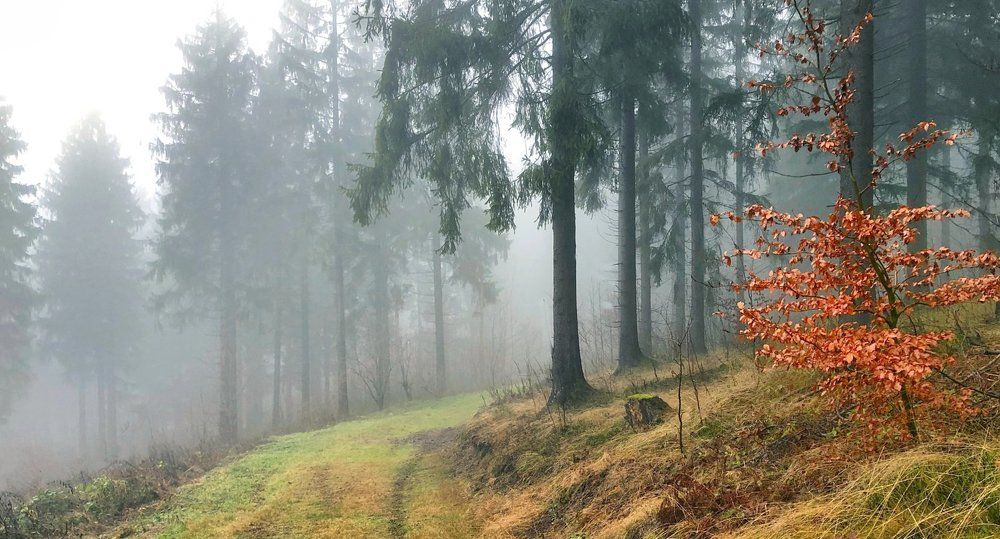 Осенний туман на склонах
