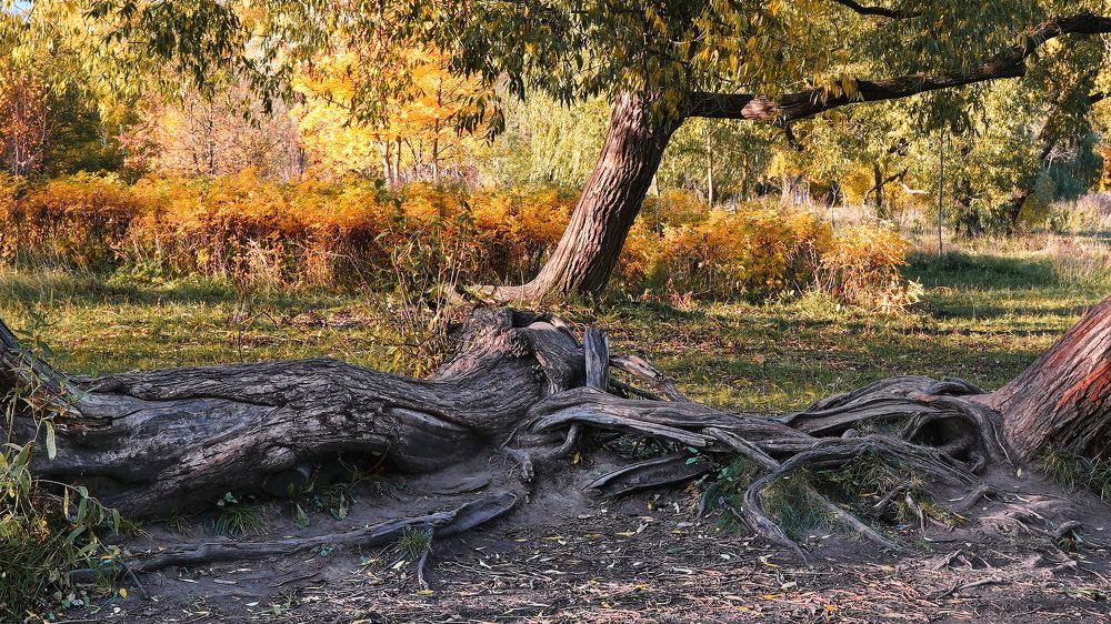 Зажившие раны.