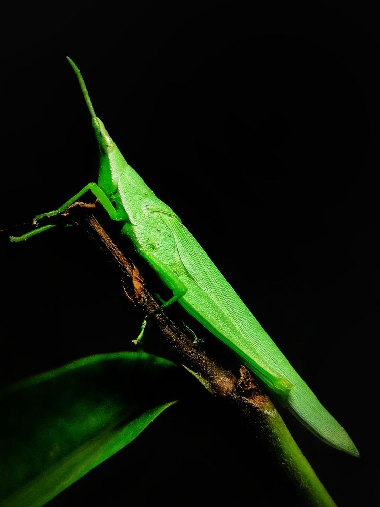 Photograph by Satishkumar Prakash