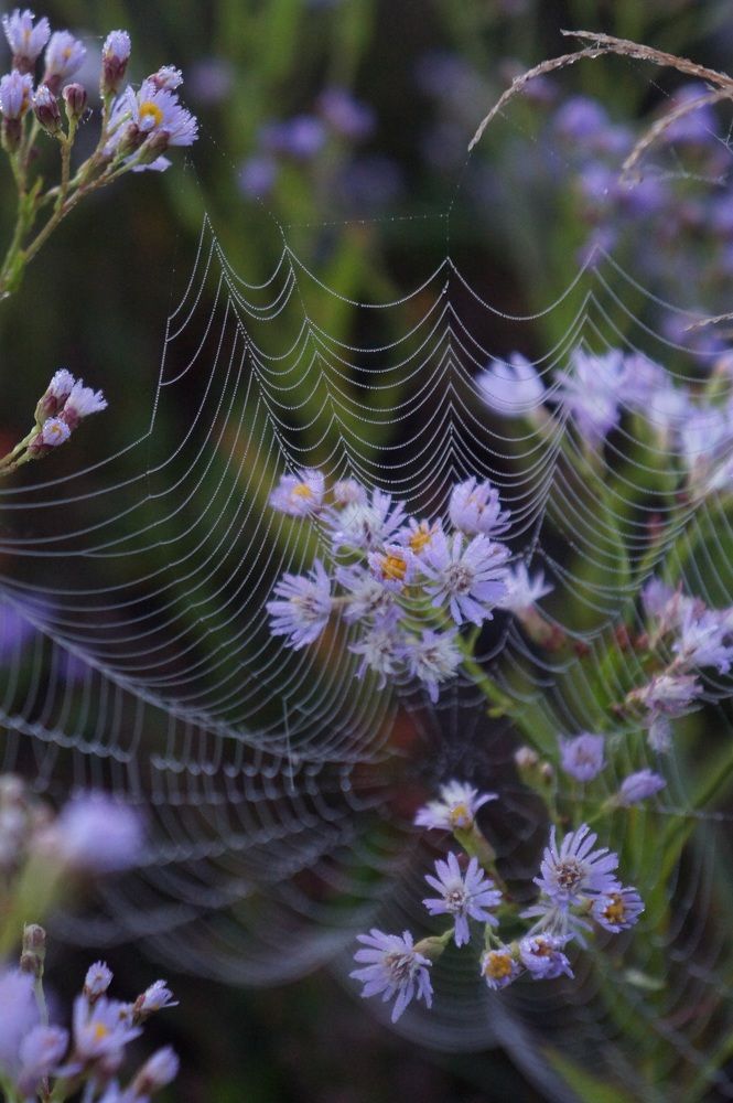 хрупкость туманного утра