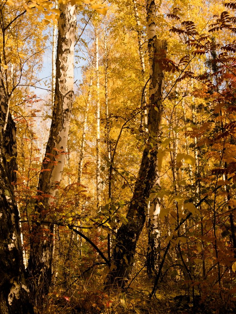 Photograph by Алексей Вахтин