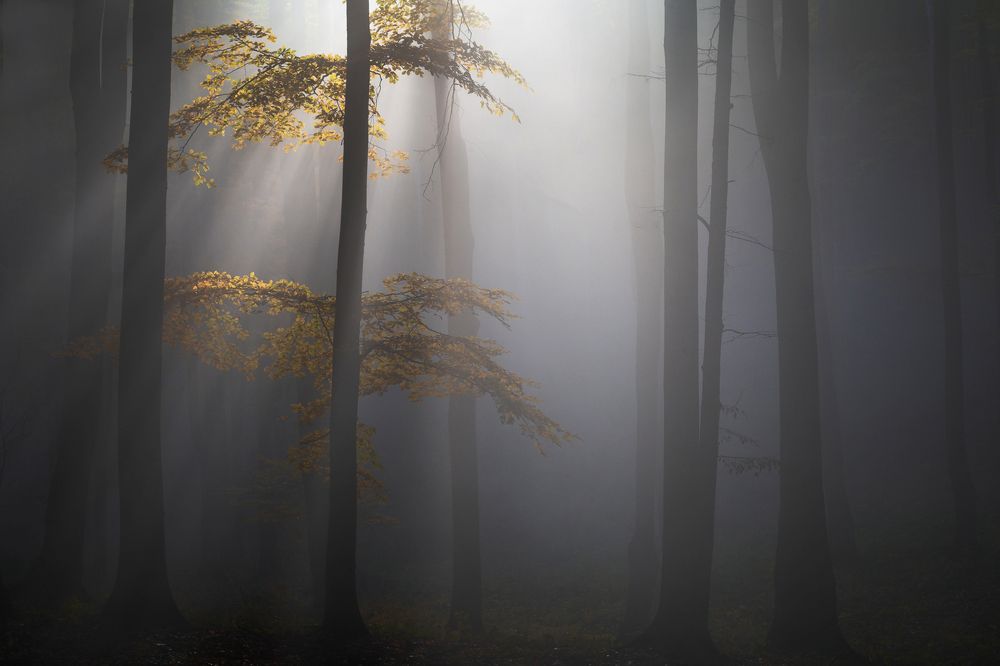 Photograph by Alex Coman