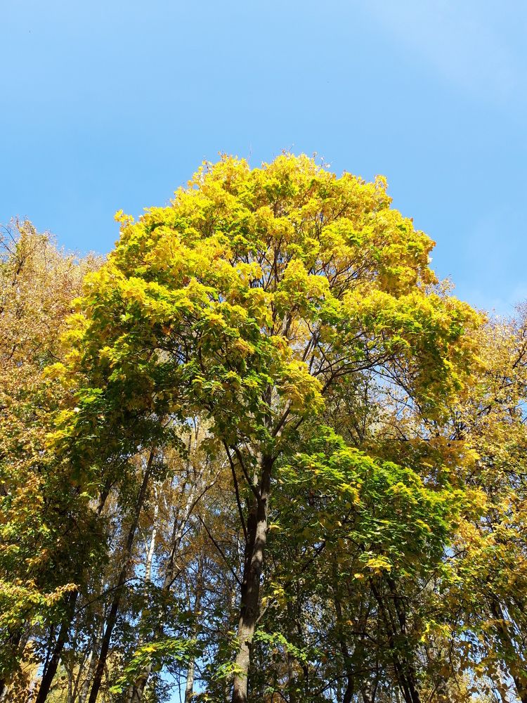 Фотография автора Елена Пикатова