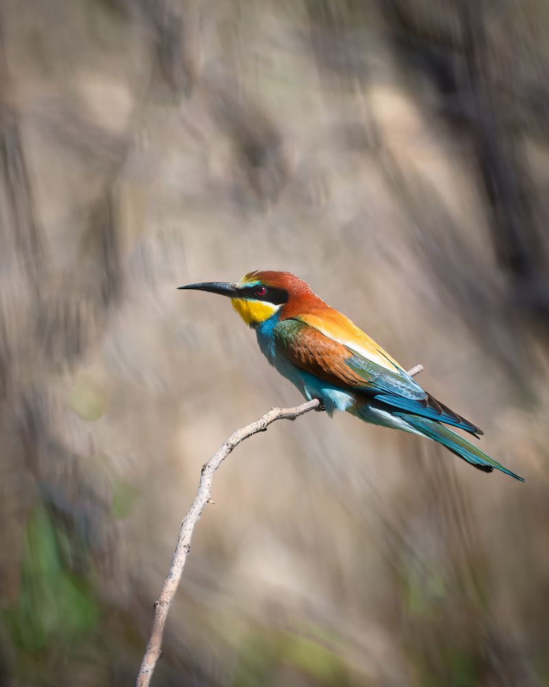 Merops apiaster