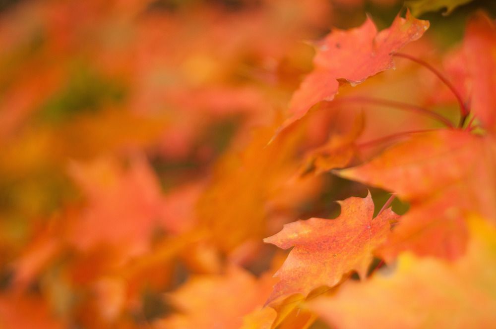 Photograph by Alexander Coin